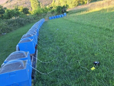 Pčelinji otrov u BiH jedan od najkvalitetnijih u Europi