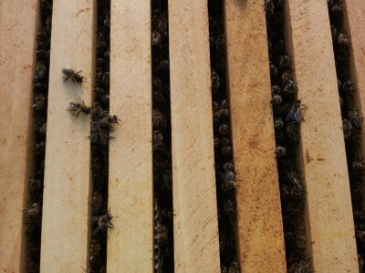 Pčelinji proizvodi OPG Krešić