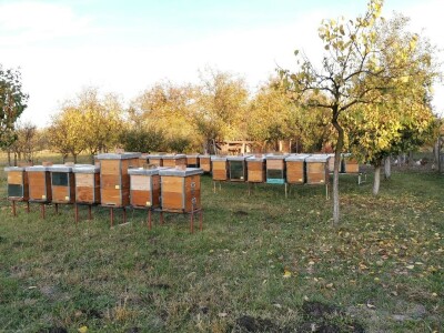 Pčelrstvo iz ugla mladih pčelara