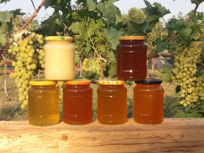 Pčelrstvo iz ugla mladih pčelara