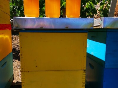 Pčelrstvo iz ugla mladih pčelara