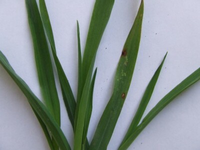 Pegavost lista na ječmu (Rynchosporium secalis) nizak nivo infekcije pojedinačne pege prisutne na jednom listu po biljci