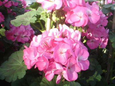 Pelargonia Pelargonia