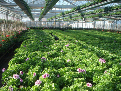 Pelargonije Pelargonije