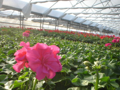 Pelargonije Pelargonije