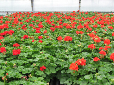 Pelargonije (Muškatli) Pelargonije (Muškatli)