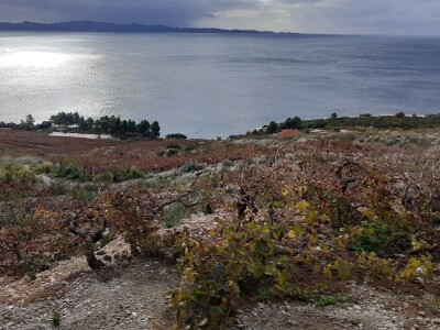 Pelješac - muzeji vina