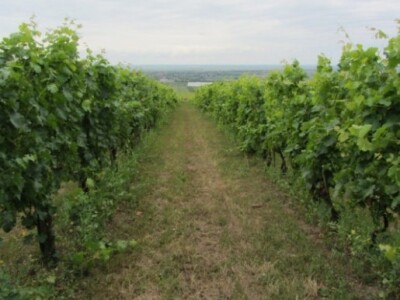 Pepelnica pravi probleme u vinogradima