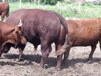 Perčec