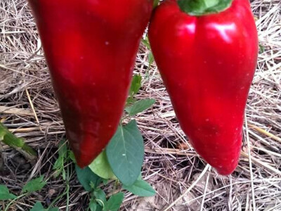 Crvene paprike - atraktivne i omiljene Crvene paprike - atraktivne i omiljene