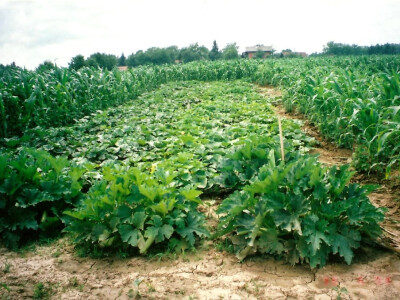 U vrtu se može pronaći raznovrstan izbor voća i povrća U vrtu se može pronaći raznovrstan izbor voća i povrća