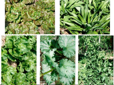 Povrtna razglednica Povrtna razglednica