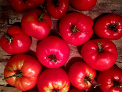 Rajčice - omiljeno povrće za pripremanje raznih jela Rajčice - omiljeno povrće za pripremanje raznih jela