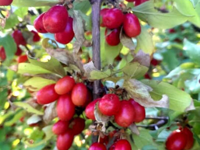 Mali plodovi s velikim prednostima Mali plodovi s velikim prednostima