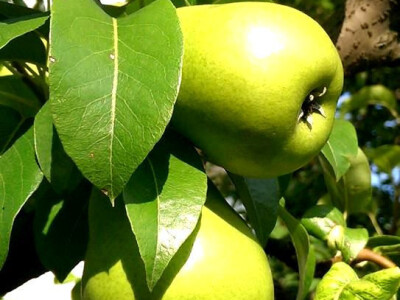 Velike kruške - veliko bogatstvo prirode Velike kruške - veliko bogatstvo prirode
