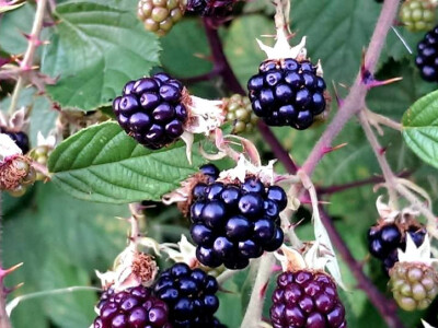 Bobičasto voće itekako je zdravo Bobičasto voće itekako je zdravo