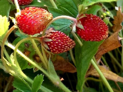 Pogled na zdravlje Pogled na zdravlje