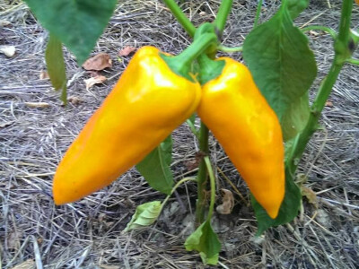 Paprike - senzacija boja, okusa i oblika Paprike - senzacija boja, okusa i oblika