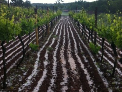 Perhati, Istra - tuča