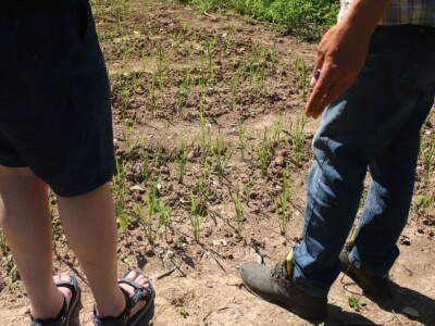 Permakultura Zlatna Jutra