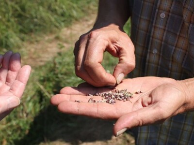Permakultura Zlatna Jutra