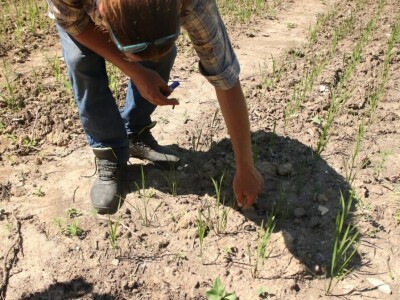 Permakultura Zlatna Jutra