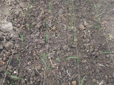 Permakultura Zlatna Jutra