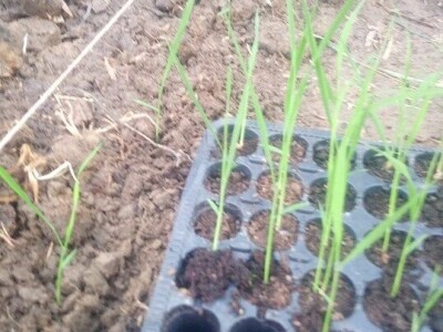 Permakultura Zlatna Jutra