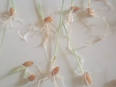 Permakultura Zlatna Jutra