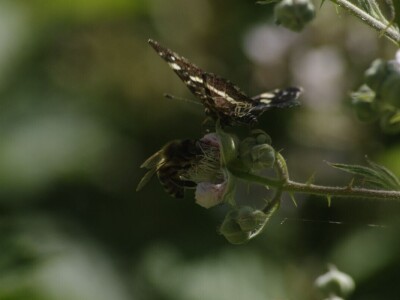 Permakultura Zlatna Jutra