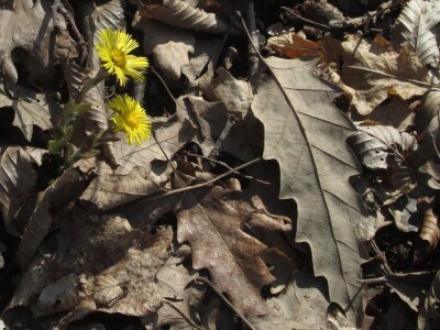 Permakultura Zlatna Jutra