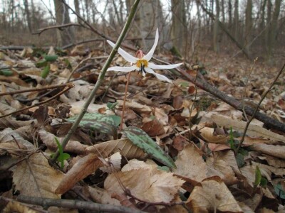 Permakultura Zlatna Jutra