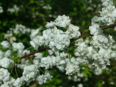 Permakultura Zlatna Jutra