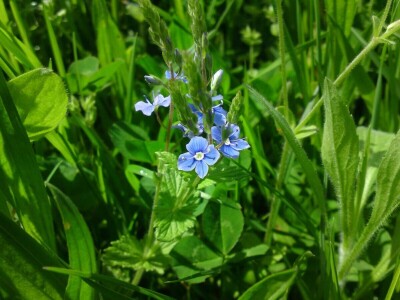 Permakultura Zlatna Jutra