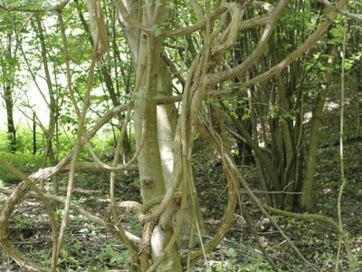 Permakultura Zlatna Jutra