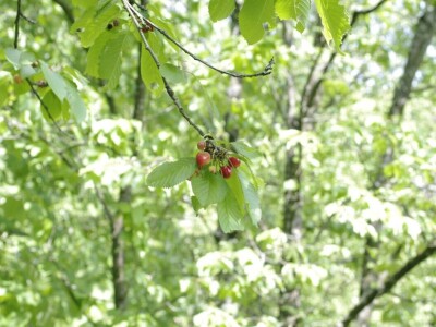 Permakultura Zlatna Jutra