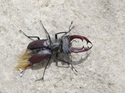 Permakultura Zlatna Jutra