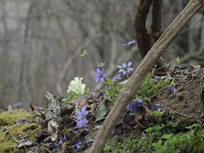 Permakultura Zlatna Jutra