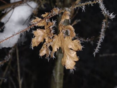 Permakultura Zlatna Jutra