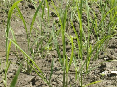 Permakultura Zlatna Jutra