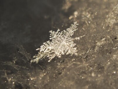 Permakultura Zlatna Jutra