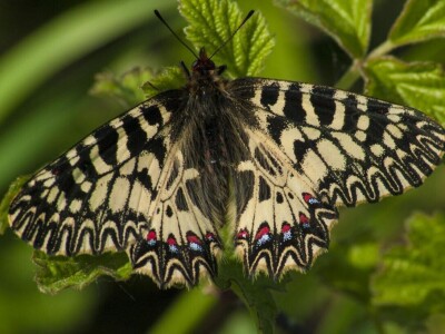 Permakultura Zlatna Jutra