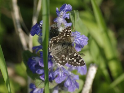 Permakultura Zlatna Jutra
