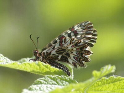 Permakultura Zlatna Jutra