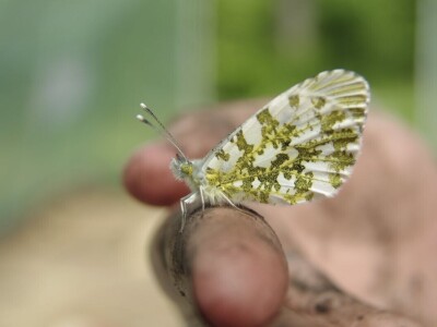 Permakultura Zlatna Jutra