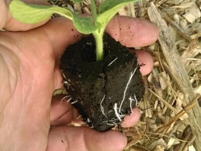 Permakultura Zlatna Jutra