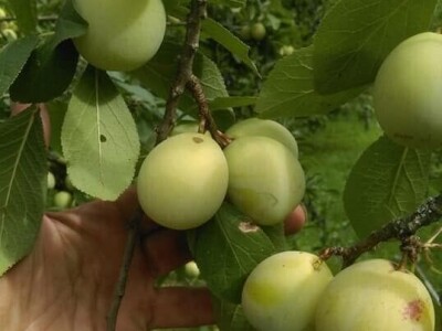 Permakultura Zlatna Jutra