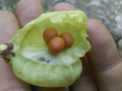 Permakultura Zlatna Jutra