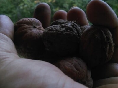 Permakultura Zlatna Jutra