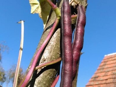 Permakultura Zlatna Jutra